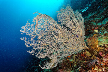A picture of the coral reef