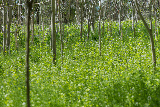 Garlic Mustard Grows Abundantly Near A River Floodplain - Or Noxious And Invasive Weeds Under Sumac Shrubs