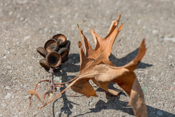 dried oak twig with acorn caps (no acorns) on a cement pavement