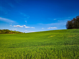 Fototapeta premium Le verdi colline umbre