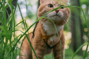 A red cat walks with the owner on a harness