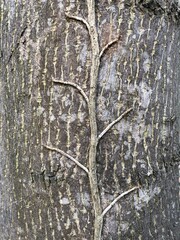 bark of a tree