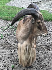 close up of a goat