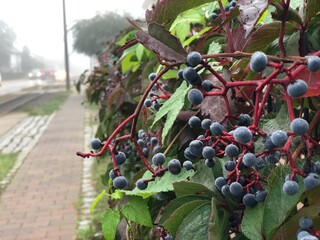 Berries on a branch