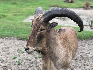 close up of a goat