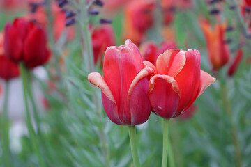 Przekwitłe czerwone tulipany na tle zieleni. 