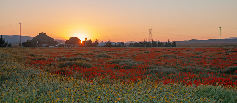 California Golden Orange Poppies At Sunset Dusk Twilight In The High Desert Of Southern California Near Lancaster CA USA