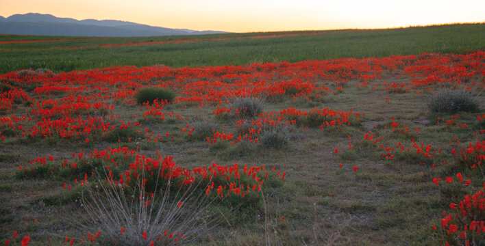 California Golden Orange Poppies At Dusk In The High Desert Of Southern California Near Lancaster CA USA