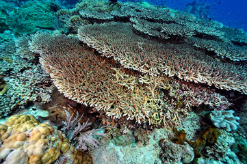 A picture of the coral reef