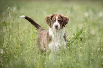 Australian Shepherd Welpe spielt in Blümchenwiese