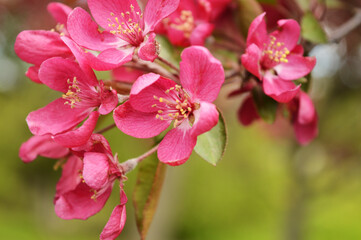 Obraz na płótnie Canvas Springtime Cherry Blossoms