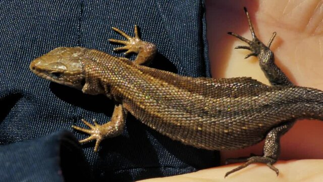viviparous lizard lies on a human wrist. (Lacerta vivipara Jacq)