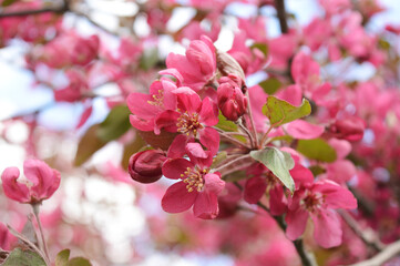 Fototapeta na wymiar Spring Cherry Blossoms