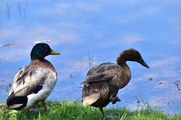 Mallards at the lake. 