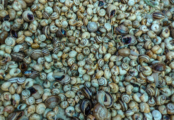 Fish market in Olhao, Portugal