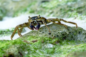 Crab in Feridhoo, Maldives
