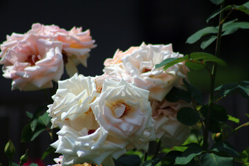 white roses