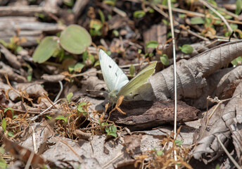 Cabbage White