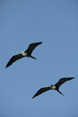 Magnificent Frigatebird at Half Moon Caye, Belize, Caribbean