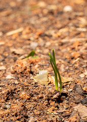 Onion Plant Sprouts in Garden
