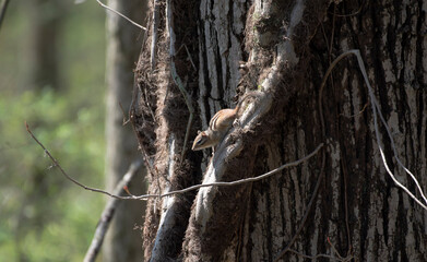 Eastern Chipmunk