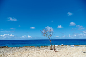 Dry tree on a rocky shoreline with a calm sea in the Caribbean. Island of San Andres. Colombia.
