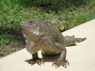 iguana on a rock