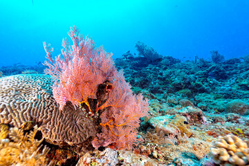 A picture of the coral reef