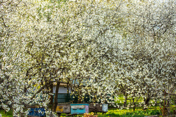 Blossoming garden with apiary. Bees spring under the flowering trees of apple trees. Red tulips on...