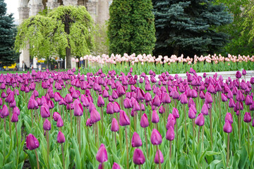 Purple blooming tulips in flower bed. Floral background.