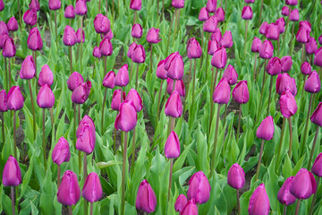 Obraz premium Purple blooming tulips in flower bed. Floral background