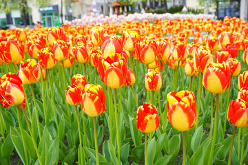 Obraz premium Yellow red blooming tulips in flower bed, close-up. Floral background
