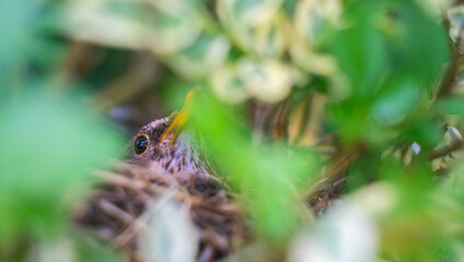 Close-up of a brooding blackbird in its nest