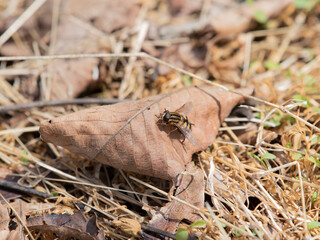 Narrow Headed Marsh Fly