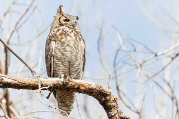 A wild great horned owl perched on a tree in Chatfield State Park in Littleton, Colorado.