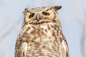 A wild great horned owl perched on a tree in Chatfield State Park in Littleton, Colorado.