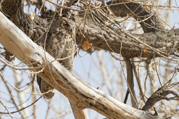 A wild great horned owl perched on a tree in Chatfield State Park in Littleton, Colorado.