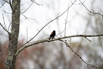 Red Winged Blackbird