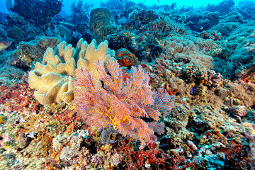 A picture of the coral reef