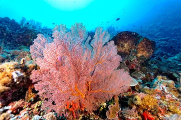 Foto auf Glas A picture of the coral reef © ScubaDiver