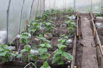 cucumber seedlings in a greenhouse made of carbonate. It's a summer. horticulture. vegetable growing. Growing cucumbers. harvest. Rural hoya