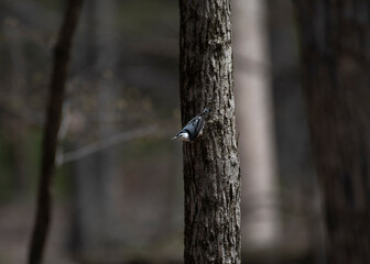 White Breasted Nuthatch