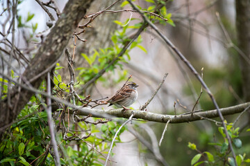 White Throated Sparrow