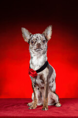 Merle (marble) color chihuahua with dog collar with red flower sitting on red background. Vertical image.