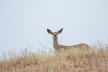 Santa Barbara Wildlife, Wild Deer