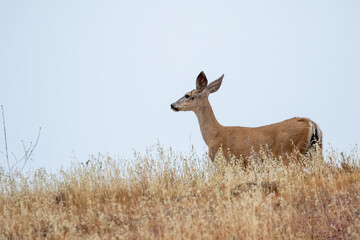 A lone deer stands peacefully in a golden field under the morning light in Los Olivos, California, Santa Barbara County Wildlife