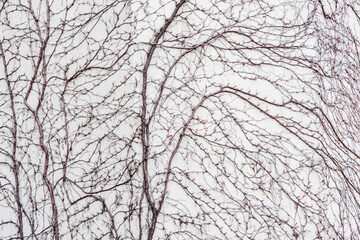 Tree branches without leaves.