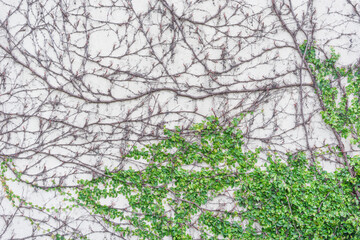 Tree branches on building wall.