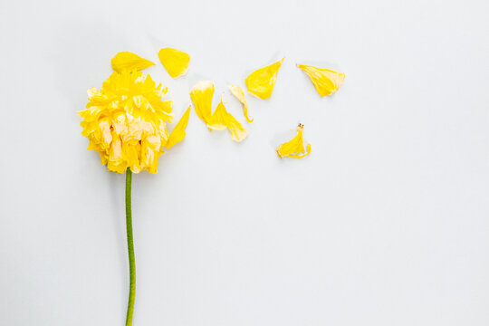 Single dried yellow Ranunculus flower with petals blowing away and copy space beside; bright yellow dried flower on a smooth blue background