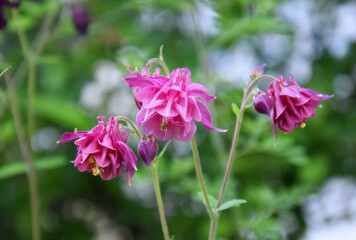 Fototapeta premium Aquilegia pink in spring garden. Pink flowers of aquilegia in natural background..